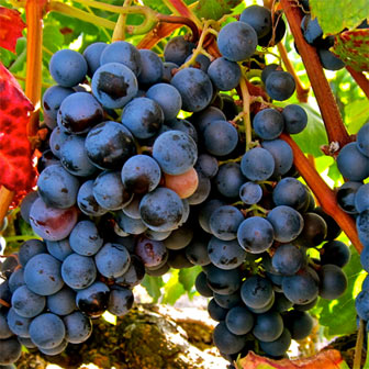 Alicante Bouschet