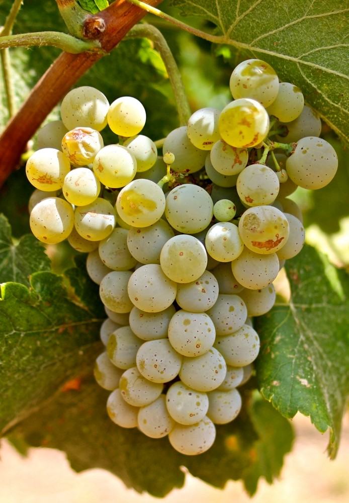 Alvarinho (Albariño)