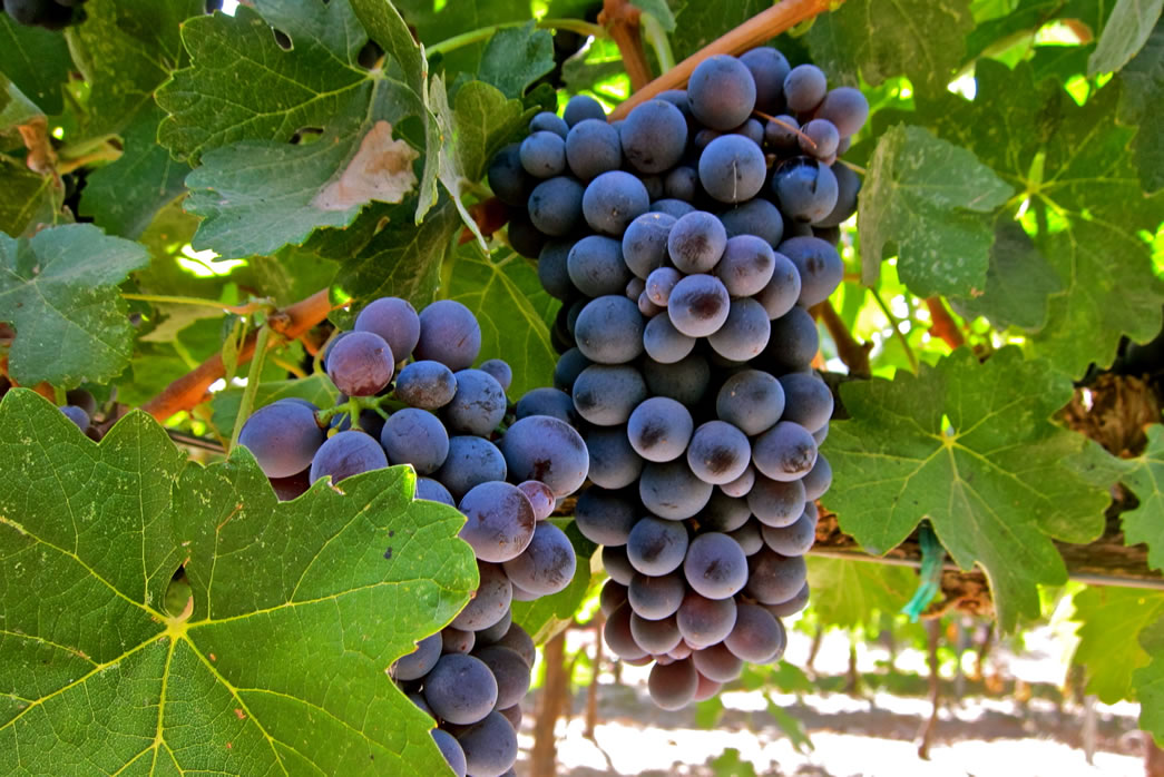 Barbera