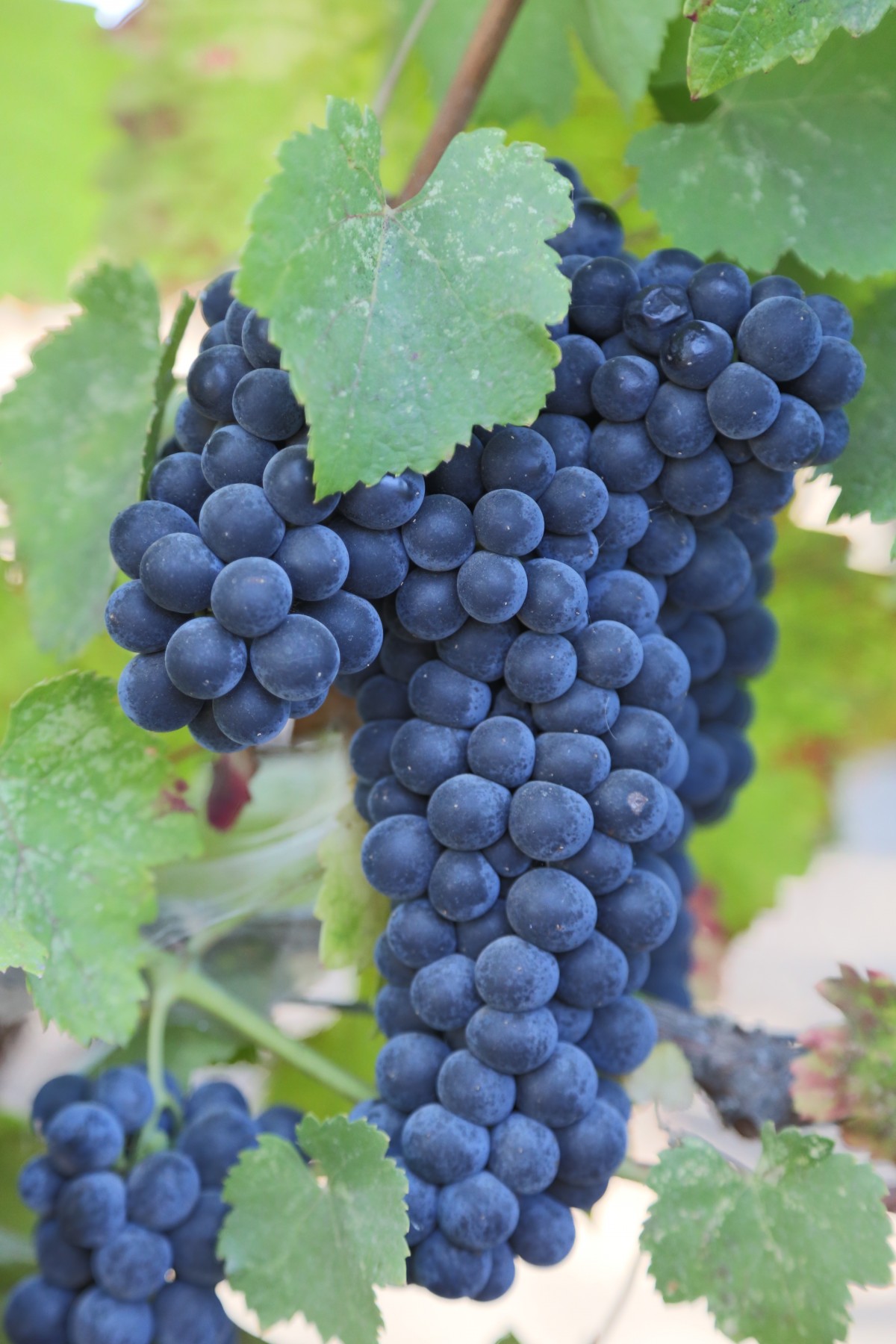 Cabernet Franc