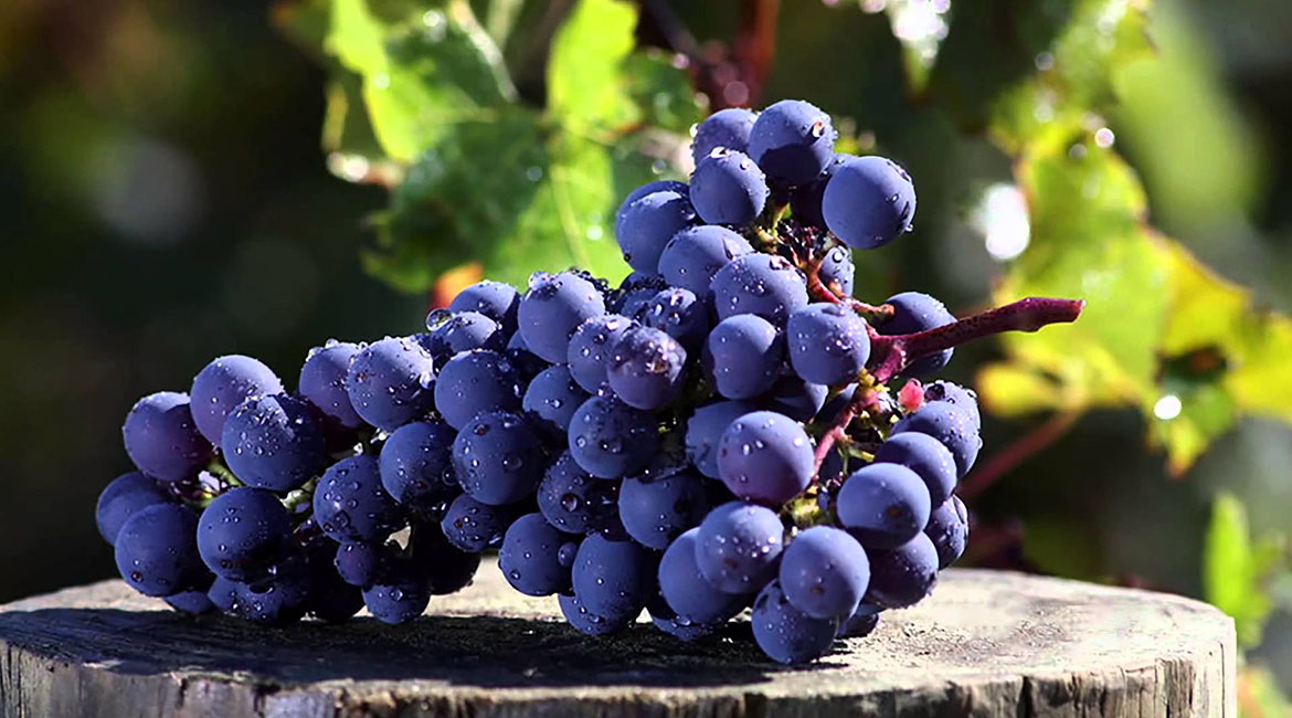 Cabernet Sauvignon