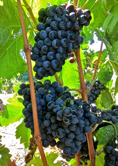 Carignan (Mazuelo)