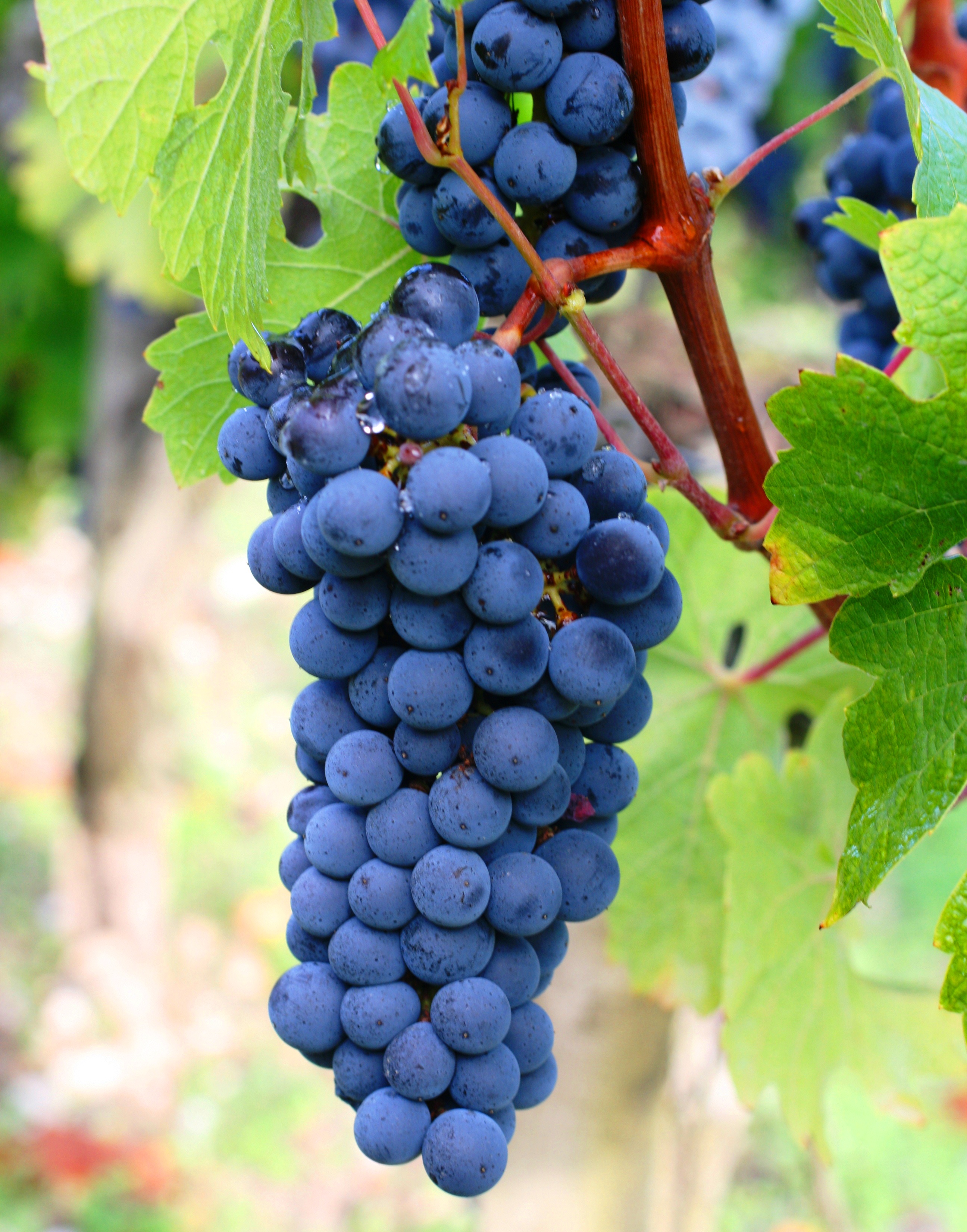Carménère