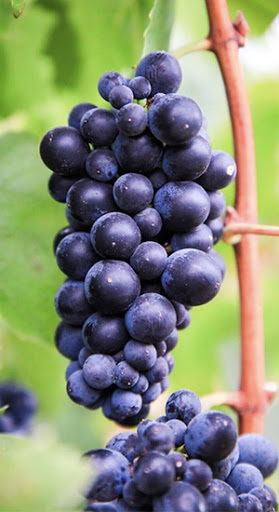 Cinsault