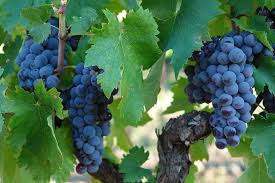 Nerello Mascalese