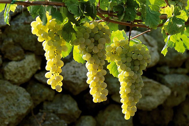 Fiano