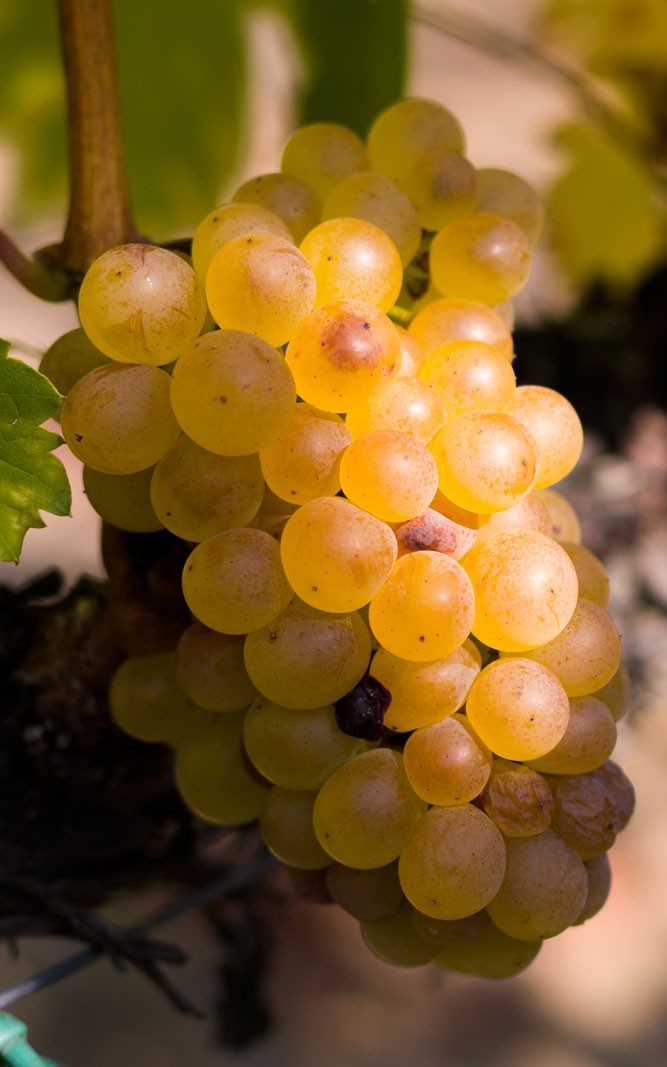 Furmint