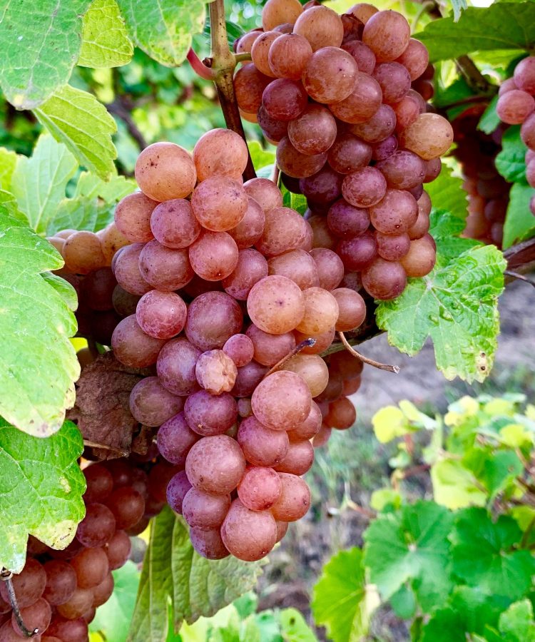 Gewürztraminer