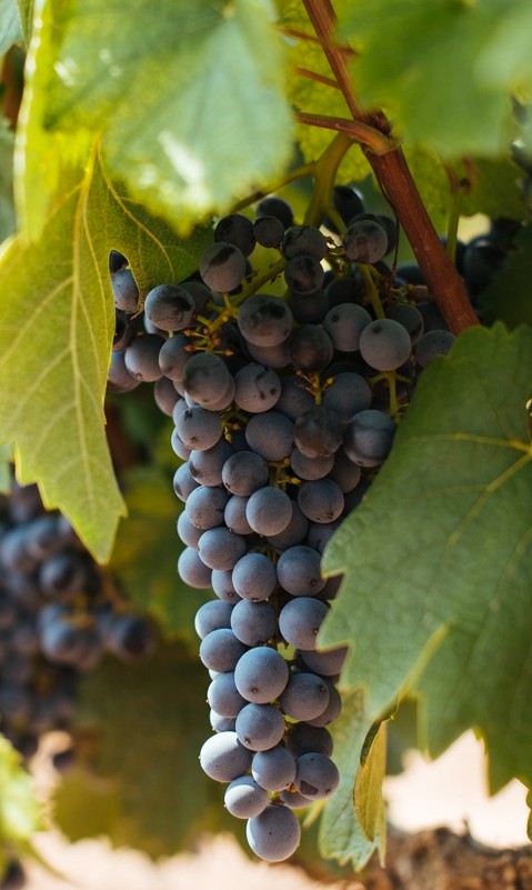 Graciano (Tinta Miúda)