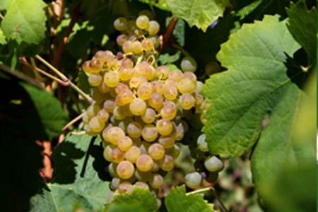 Malvasia Fina