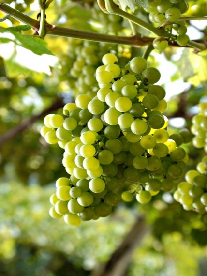 Moscato (Moscatel)