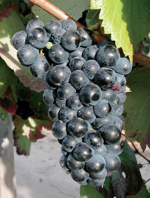 Négrette