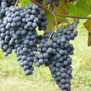 Nebbiolo