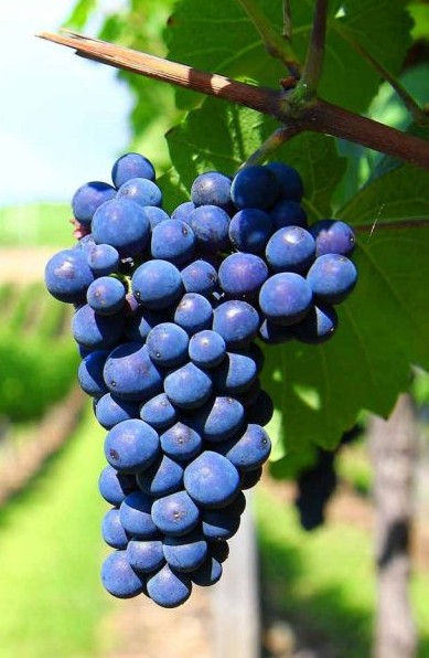 Negroamaro