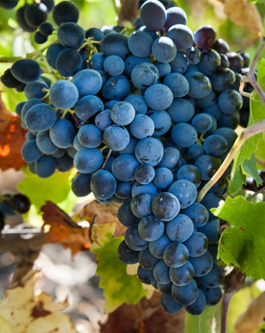Nero d'Avola