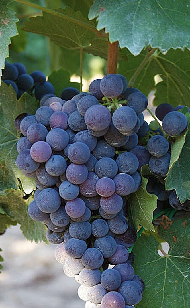 Nero di Troia