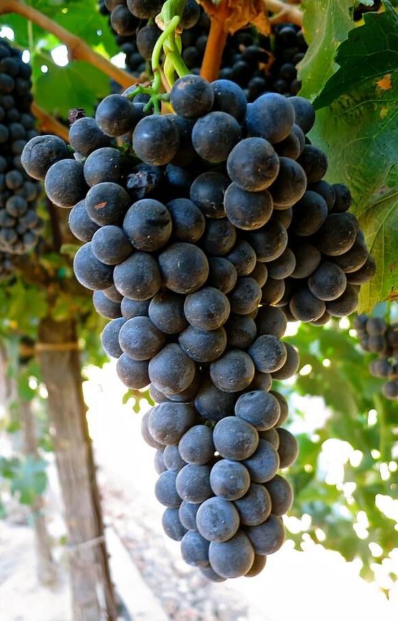 Petit Syrah