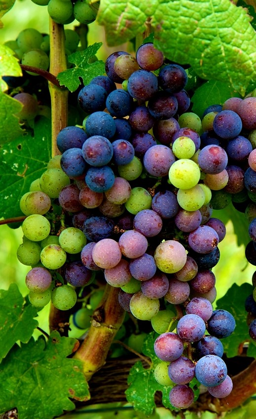 Petit Verdot