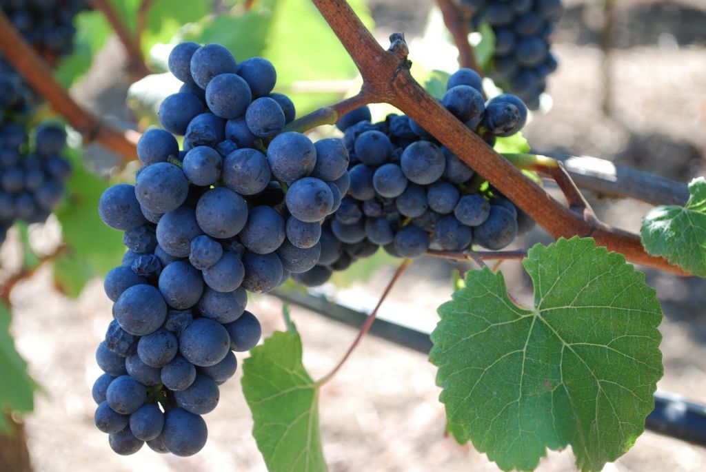 Pinot Noir