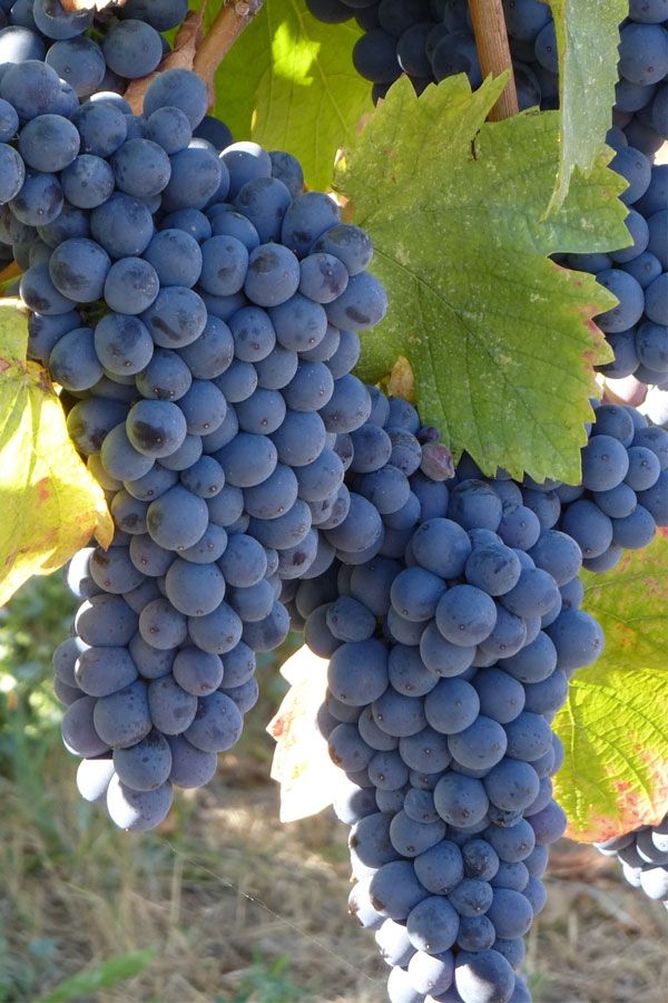 Pinotage