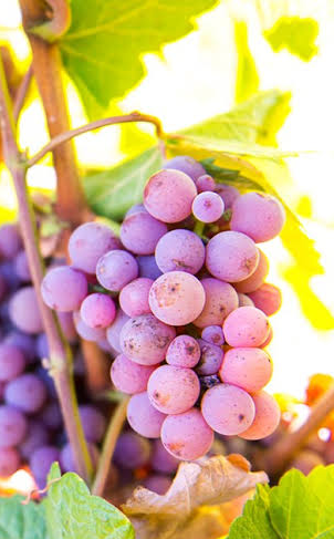 Pinot Grigio