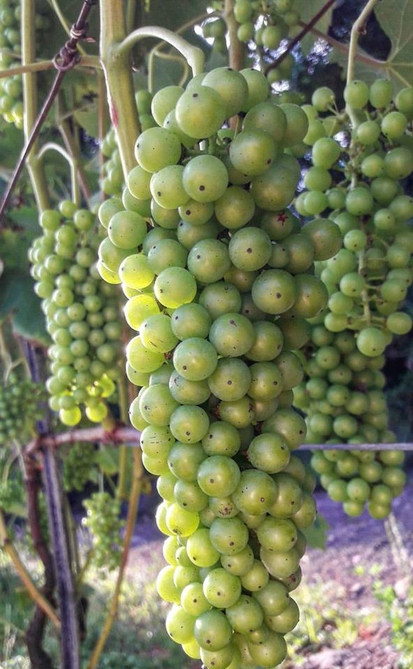 Riesling Itálica