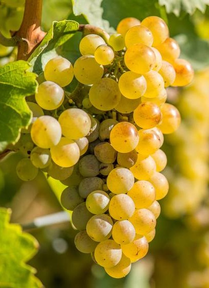 Riesling