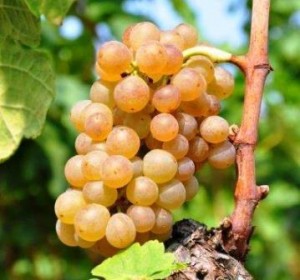 Roussanne