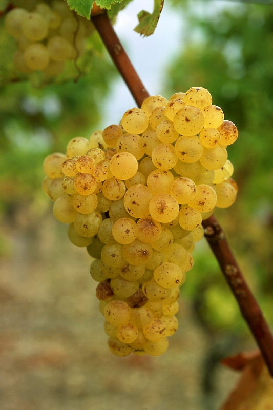 Sémillon