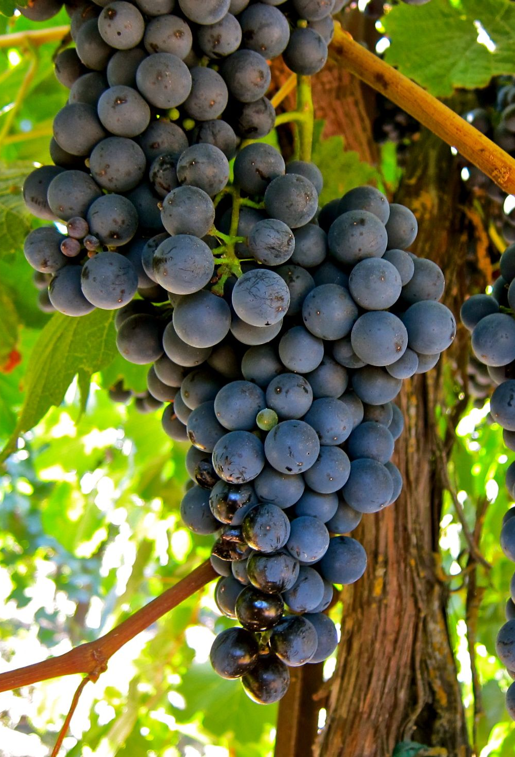 Tannat