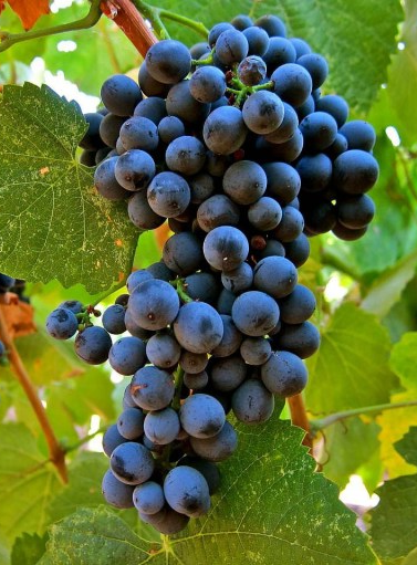 Touriga Nacional