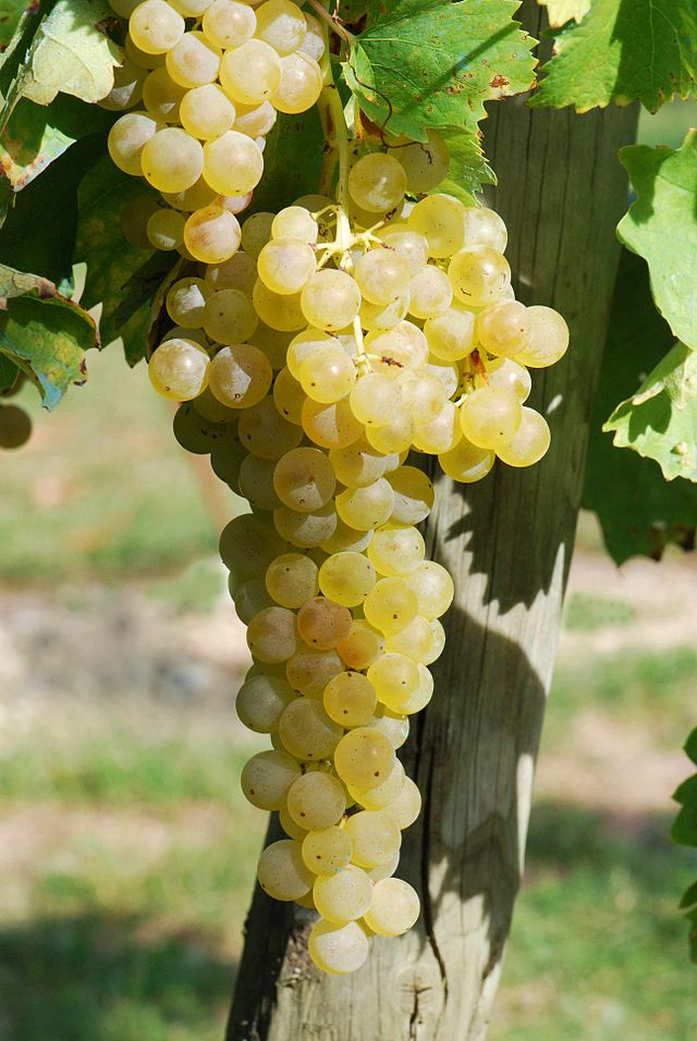 Trebbiano (Ugni Blanc)