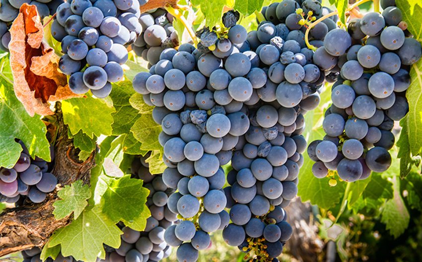 Sangiovese