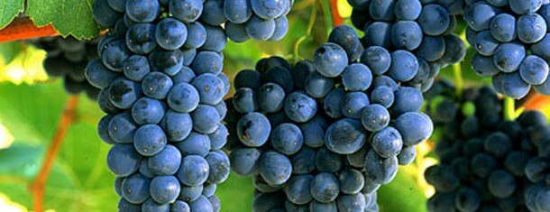 Syrah
