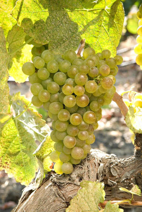 Viognier